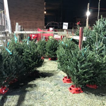 Ivy's Christmas Trees - Christmas Trees Near Me - Chicago, Illinois
