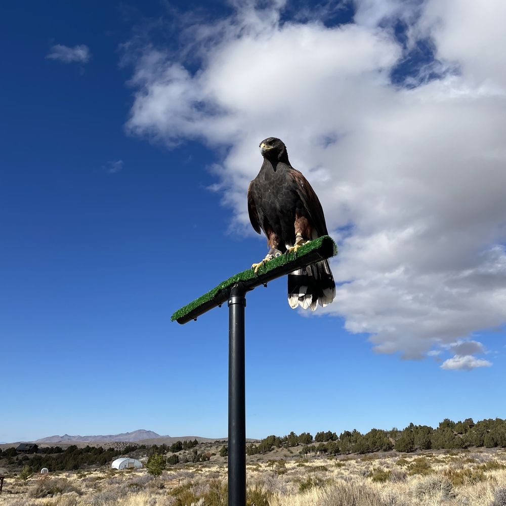Raptor Adventures - Zulu the Harris hawk - Zoos Near Me - Reno, Nevada Raptor Adventures - Zulu the Harris hawk - Zoos Near Me - Reno, Nevada