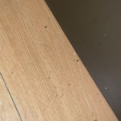Red Roof Inn Columbus - Taylorsville - Ants or some kind of bug