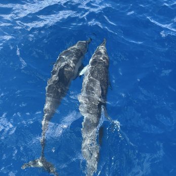 Blue Dolphin Charters - Dolphins swimming along with the boat! - Boating Near Me - Eleele, Hawaii