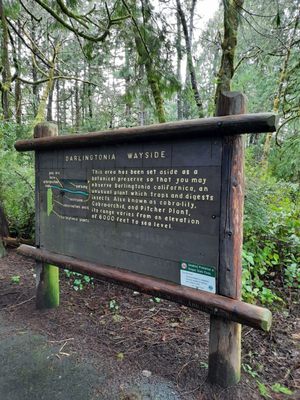 Darlingtonia State Natural Site by null