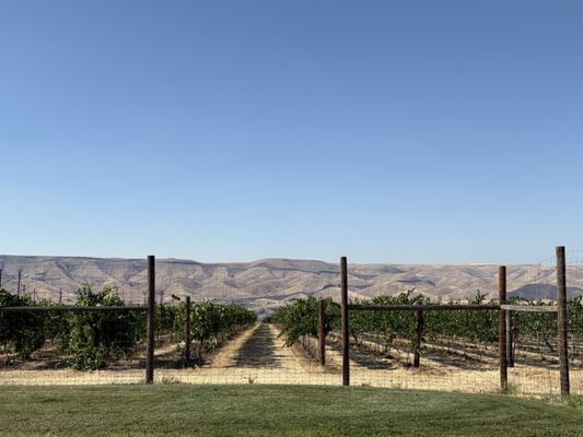 Clearwater Canyon Cellars by null