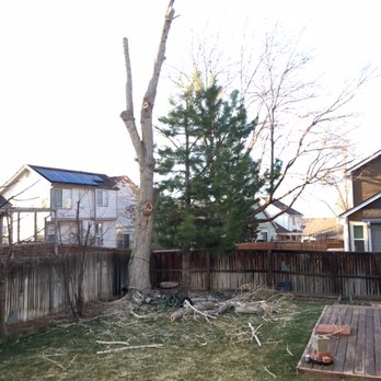 Cambium Tree Care Specialists - During.... - Tree Services Near Me