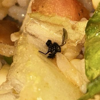Chipotle Mexican Grill - This is a fly I found smooshed on a piece of lettuce in my steak bowl. - Fast Food Near Me - Medfield, Massachusetts