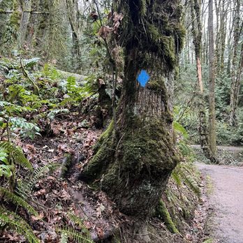 Wildwood Trail - Follow the blue diamonds - Hiking Near Me - Portland, Oregon Wildwood Trail - Follow the blue diamonds - Hiking Near Me - Portland, Oregon