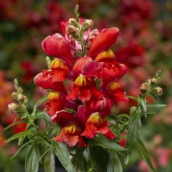 Geoseed - Antirrhinum, Snaptini Sunglow