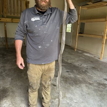 Network Pest Control - Removing a snake skin from attic space. - Pest Control Near Me - Rogers, Arkansas Network Pest Control - Removing a snake skin from attic space. - Pest Control Near Me - Rogers, Arkansas