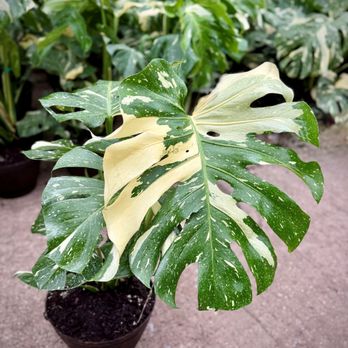 Angel Plants - Monstera Thai Constellation - Nurseries & Gardening Near Me - Dix Hills, New York Angel Plants - Monstera Thai Constellation - Nurseries & Gardening Near Me - Dix Hills, New York