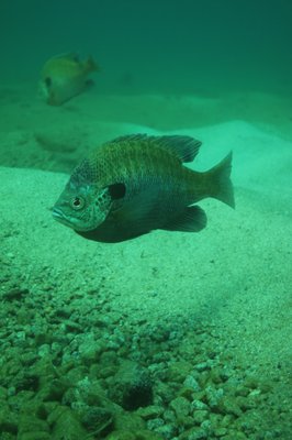 FANTASY LAKE ADVENTURE PARK - 13 Photos - Parks - 3601 Quarry Rd, Wake