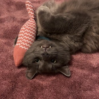 Aborn Pet Clinic - 100% healed after his neuter surgery - Veterinarians Near Me - San Jose, California Aborn Pet Clinic - 100% healed after his neuter surgery - Veterinarians Near Me - San Jose, California