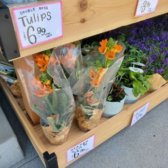 Trader Joe's - always the cutest flowers - Grocery Near Me - Cypress, California Trader Joe's - always the cutest flowers - Grocery Near Me - Cypress, California
