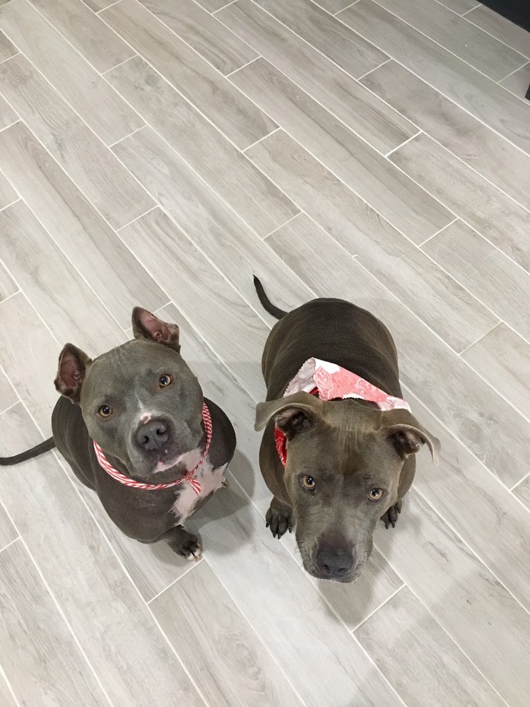 JOINT FORCES K9 GROUP Updated September 2024 36 Photos 17606 Hwy