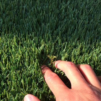 Green-R Turf - Weed growing through. At least the third time of picking it, though each time root was taken out too. - Artificial Turf Near Me - Corona, California Green-R Turf - Weed growing through. At least the third time of picking it, though each time root was taken out too. - Artificial Turf Near Me - Corona, California
