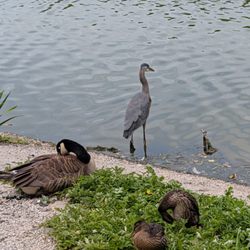 Lost Lagoon