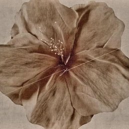 Beautiful Plum Blossom = Oyatte - 4/25/2026 Beautiful Plum Blossom = Oyatte - 4/25/2026