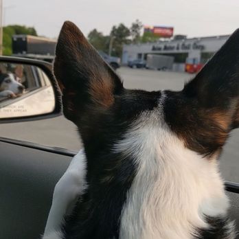Cleveland Veterinary Clinic - Jellie Bean waiting so patiently for her billboard. - Veterinarians Near Me - South Elgin, Illinois Cleveland Veterinary Clinic - Jellie Bean waiting so patiently for her billboard. - Veterinarians Near Me - South Elgin, Illinois