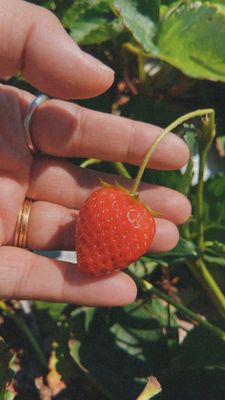 Garden Sweet by null