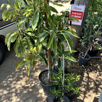 Clausen Nursery - Picked out this avocado and tangerine tree - Nurseries & Gardening Near Me - Vista, California Clausen Nursery - Picked out this avocado and tangerine tree - Nurseries & Gardening Near Me - Vista, California