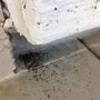 Photo of Arizona's Best Choice Pest & Termite Services