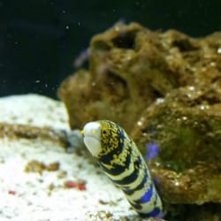 Shark Reef - This stunning eel came out to welcome us!