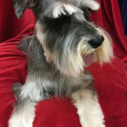 Barbara Weathers Dog Grooming - Dexter loves his new look!
