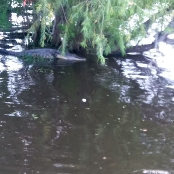 Ultimate Swamp Adventures - Gator - Tours Near Me - Westwego, Louisiana