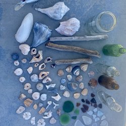 Matagorda Bay Nature Park - The treasures we collected at the beach!