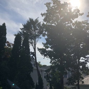 A Cut Above the Best - Tree Services Near Me