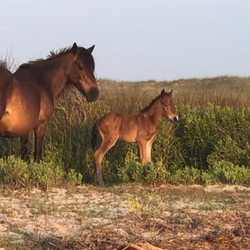 Seavisions Charters - New foal on Shackleford Banks.