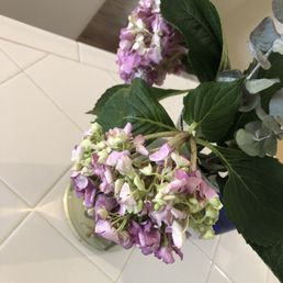 Dead flowers after 5 hours