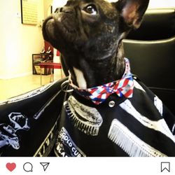 S Todd Barbers - S. Todd Barbers is the best barber shop in FL. Pet friendly too. : D