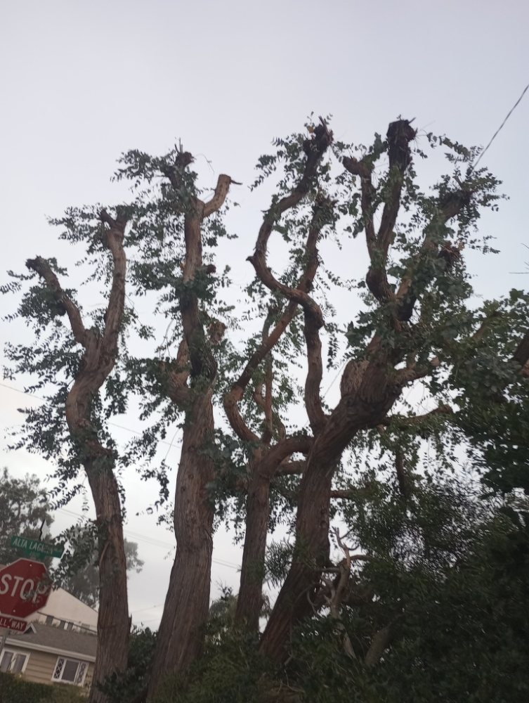 DUARTE LANDSCAPING 40 Photos Tustin, California Landscaping