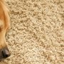 Photo of Supreme Carpet Clean