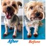 Severo. Dog Grooming