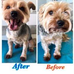 Severo. Dog Grooming - Buster se nota la difencia!!