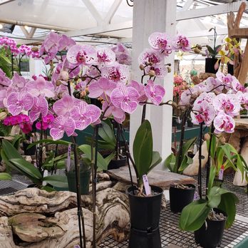 Cal Pacific Orchid Farm - Nurseries & Gardening Near Me - Encinitas, California Cal Pacific Orchid Farm - Nurseries & Gardening Near Me - Encinitas, California