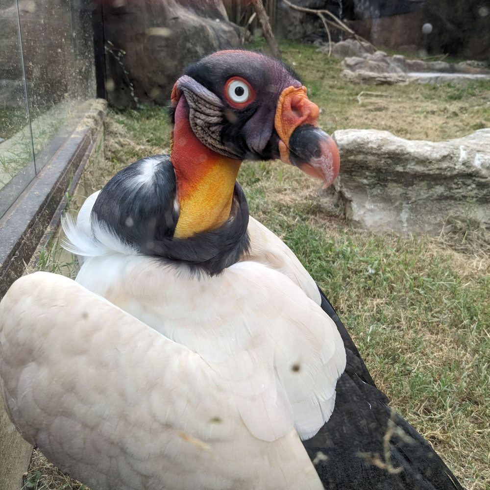 Dickerson Park Zoo - King vulture - Zoos Near Me - Springfield, Missouri