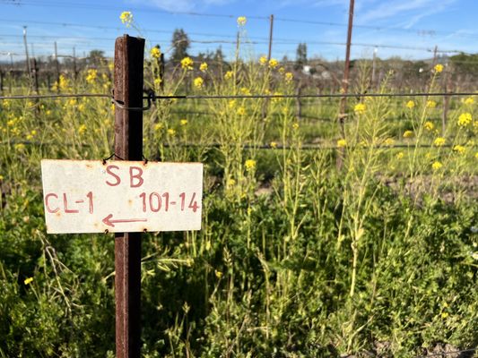 Rodney Strong Vineyards by null