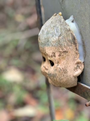 Doll's Head Trail by null