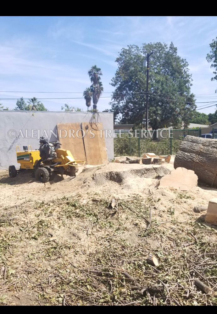 ALEJANDRO S TREE SERVICE Updated February 2026 263 Photos 241 O
