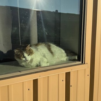Montgomery Accounting - Our office cat in the window (Blue Cheese) - Tax Services Near Me - Montgomery, Texas Montgomery Accounting - Our office cat in the window (Blue Cheese) - Tax Services Near Me - Montgomery, Texas