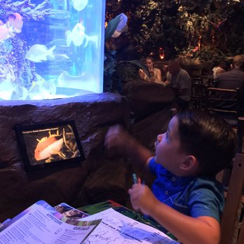 Rainforest Cafe - American Near Me - Galveston, Texas Rainforest Cafe - American Near Me - Galveston, Texas