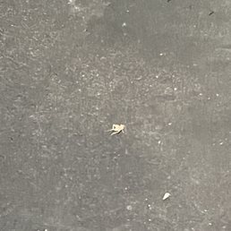 Cricket family on the floor Cricket family on the floor