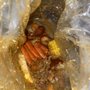 Photo of Crab Du Jour