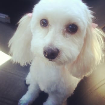 Dogfather K9 Connections - Car ride home from her grooming appointment :) - Pet Boarding Near Me - Santa Rosa, California Dogfather K9 Connections - Car ride home from her grooming appointment :) - Pet Boarding Near Me - Santa Rosa, California