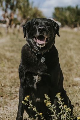 Happy Apple Farm by null