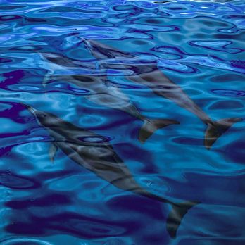 Sea Maui - Off the bow of the catamaran - Boat Charters Near Me - Lahaina, Hawaii