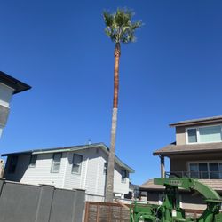 Central Coast Tree Specialist - Palm tree trim