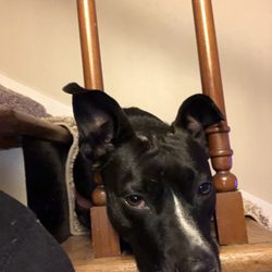 Usps - This is my service animal who is a threat...
