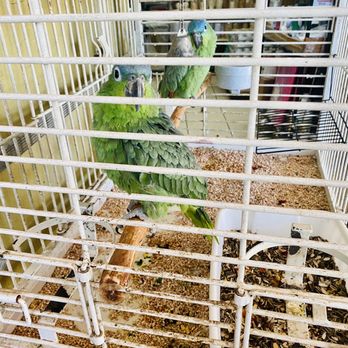 new puppy breathing fast